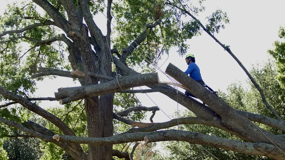 Professional Crown Thinning performed by certified arborists in Guilford
