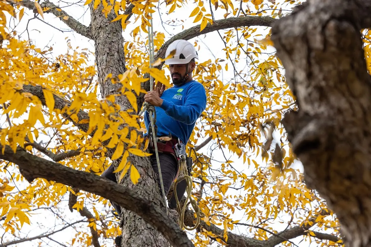 Skilled Storm Damage Cleanup crew working in Guilford